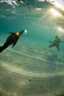 A freediver interacts with a sea lion, Galapagos Islands, Ecuador, South America