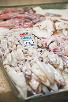Fresh calamari (squid) in Split fish market, Split, Dalmatia, Croatia, Europe