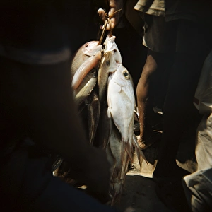Catching Prints: Fresh fish bundled with string, Mkokotoni, Zanzibar, Tanzania, East Africa, Africa
