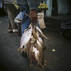 Catching Prints: Fresh fish bundled with string, Stone Town, Zanzibar, Tanzania, East Africa, Africa
