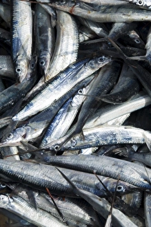 Tarrafal Prints: Fresh fish just caught, Tarrafal, Santiago, Cape Verde Islands, Africa