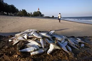 Fresh fish piled on the rocks at the coastal city Beira, Mozambique, Africa