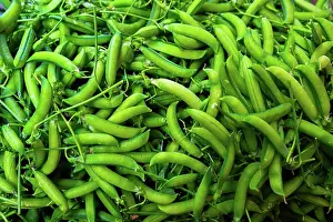 Gardening Prints: Fresh garden peas in their pods ready for harvest in the fields of France during the growing season