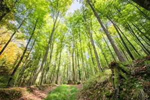 Grassy Prints: Fresh greens and a grassy path in a light-filled German forest, Baden-Wurttemberg