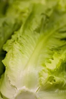 Fresh lettuce for sale