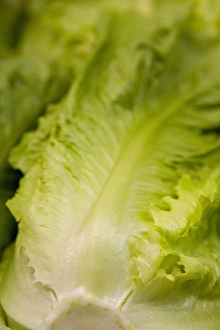 Images Dated 26th June 2007: Fresh lettuce for sale