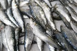 Healthy Food Collection: Fresh sardines for sale