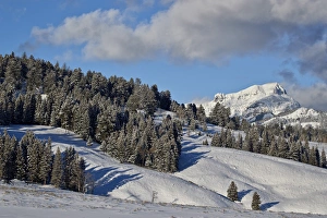 Fresh snow on evergreens, Yellowstone National Park, UNESCO World Heritage Site, Wyoming