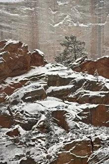Images Dated 16th December 2008: Fresh snow on a red rock cliff and evergreens, Zion National Park, Utah