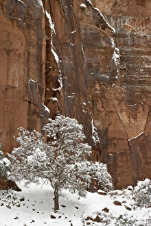 Winter Time Prints: Fresh snow on a red rock cliff and tree