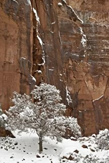 Fresh snow on a red rock cliff and tree, Zion National Park, Utah, United States of America