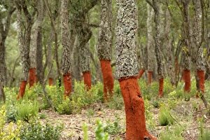 Carve Prints: Freshly stripped cork oaks