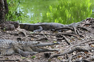 Images Dated 14th May 2008: Freshwater crocodiles, Northern Territory, Australia, Pacific