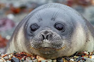 Snowy Landscape Prints: Friendly southern elephant seal (Mirounga leonina)
