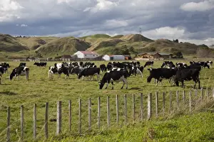 Herds Prints: Friesian dairy cows, Turakina Valley near Whanganui, New Zealand, Pacific
