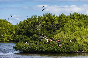 Frigate bird colony in the Codrington lagoon, Barbuda, Antigua and Barbuda, West Indies, Caribbean, Central America