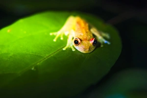 Frog Prints: Frog in the Amazon Rainforest at night, Coca, Ecuador, South America
