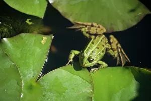 Wetlands Prints: Frog and water lily in the Marshes in Bourges