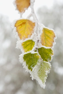 Birch Prints: Frost-covered birch leaves, town of Cakovice, Prague, Czech Republic, Europe