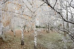 Covered Prints: Frost-covered birch trees, town of Cakovice, Prague, Czech Republic, Europe