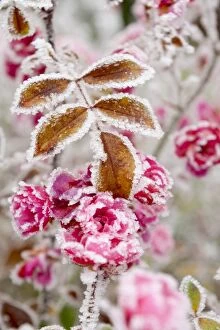 Botanical Gallery: Frost-covered flowers and leaves, town of Cakovice, Prague, Czech Republic, Europe