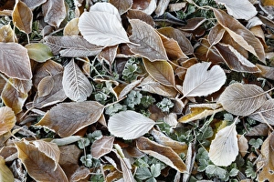 Bountiful Prints: Frost covered leaves, Gloucestershire, England, United Kingdom, Europe