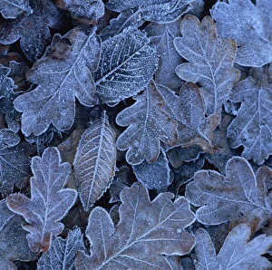 Frost on leaves