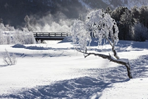 Maloja Prints: Frost on tree branches frames the snowy landscape, Celerina, Maloja, Canton of Graubunden