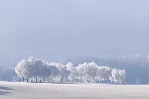 Lawn Prints: Frosted European white birch trees (Betula pendula)