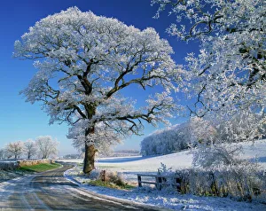 Frosted tree at roadside and rural winter scene, Lincolnshire, England Frosted tree at roadside and rural winter scene, Lincolnshire, England