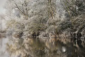 Frosted trees reflected in a calm river on a cloudy morning in County Galway, Connacht