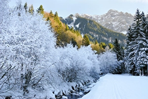 Frosted Prints: Frosted trees on a river bank, around Champery, Canton of Valais, Switzerland