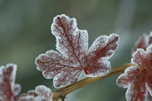 Ouray Prints: Frosty leaf