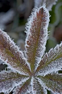Images Dated 24th September 2008: Frosty leaf, White River National Forest, Colorado, United States of America