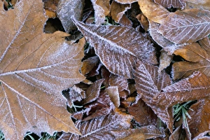 Leave Prints: Frosty leaves, Hampshire, England, United Kingdom, Europe