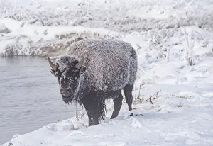 Frozen bison (Bison bison), on a river bank, Yellowstone National Park