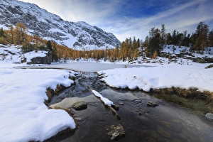 Frozen Lake Mufule framed by larches and snow in autumn, Malenco Valley, Province of Sondrio