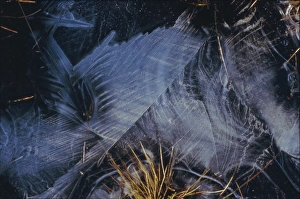 Harris Prints: Frozen Pond