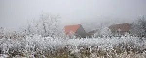 Domestic Animals Prints: Frozen scene in winter, Romania, Europe