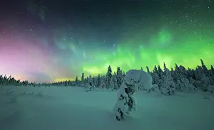 Lapland Prints: Frozen spruce tree covered with snow lit by Northern Lights (Aurora Borealis) in winter