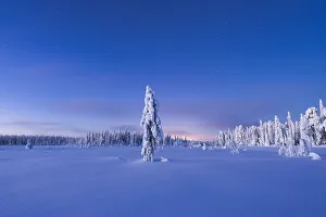 Spiral Galaxy Prints: Frozen spruce tree in the snow under the starry sky at dusk, Lapland, Finland, Europe
