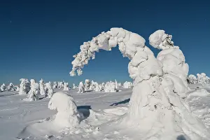 Frozen spruce trees covered with snow in the cold Arctic night, Riisitunturi National Park, Posio, Lapland, Finland