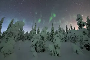Lapland Prints: Frozen spruce trees covered with snow lit by Northern Lights (Aurora Borealis) in winter