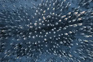 Lapland Prints: Frozen spruce trees in the snowcapped forest during the arctic winter