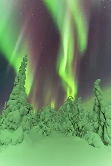 Muonio Prints: Frozen trees under the dance of the Northern Lights (Aurora Borealis) in a starry night