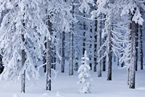 Finnish Culture Prints: Frozen trees in the snow capped forest, Sodankyla, Lapland, Finland, Europe