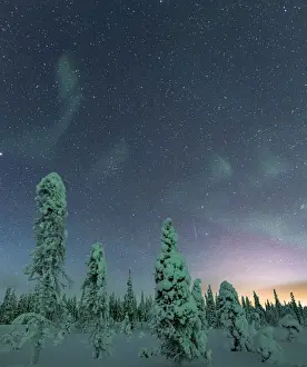Lapland Prints: Frozen trees under the starry sky during the Northern Lights (Aurora Borealis) in winter