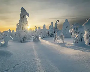 Footprint Prints: Frozen trees (Tykky) and mountain hare tracks on Kuntivaara Fell, Finland, Europe