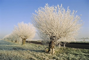 Simplicity Prints: Frozen trees, Whittlesey, Cambridgeshire, England, UK