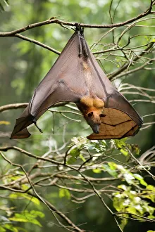 Nocturnal Prints: Fruit Bat (Flying Fox) (Chiroptera, Pteropodidae)